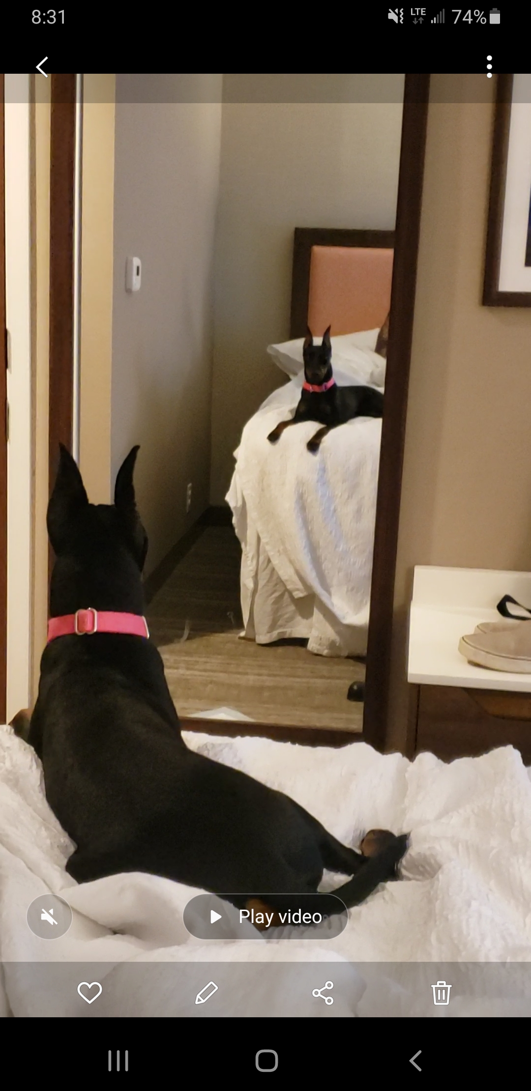 Evie - Who is that beautiful dog?