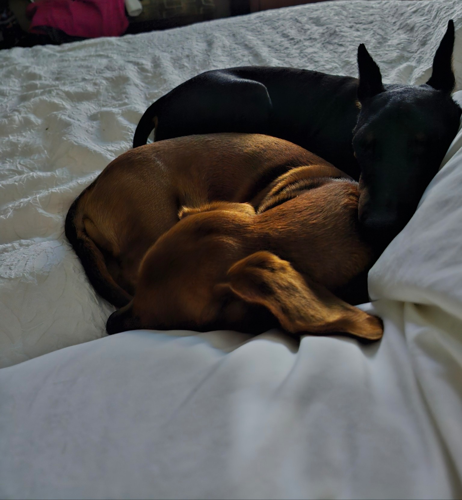 Evie - Snuggling with her crush, Rowdy the Dachshund