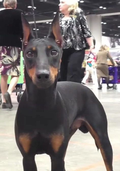 Falkor - Close-up time