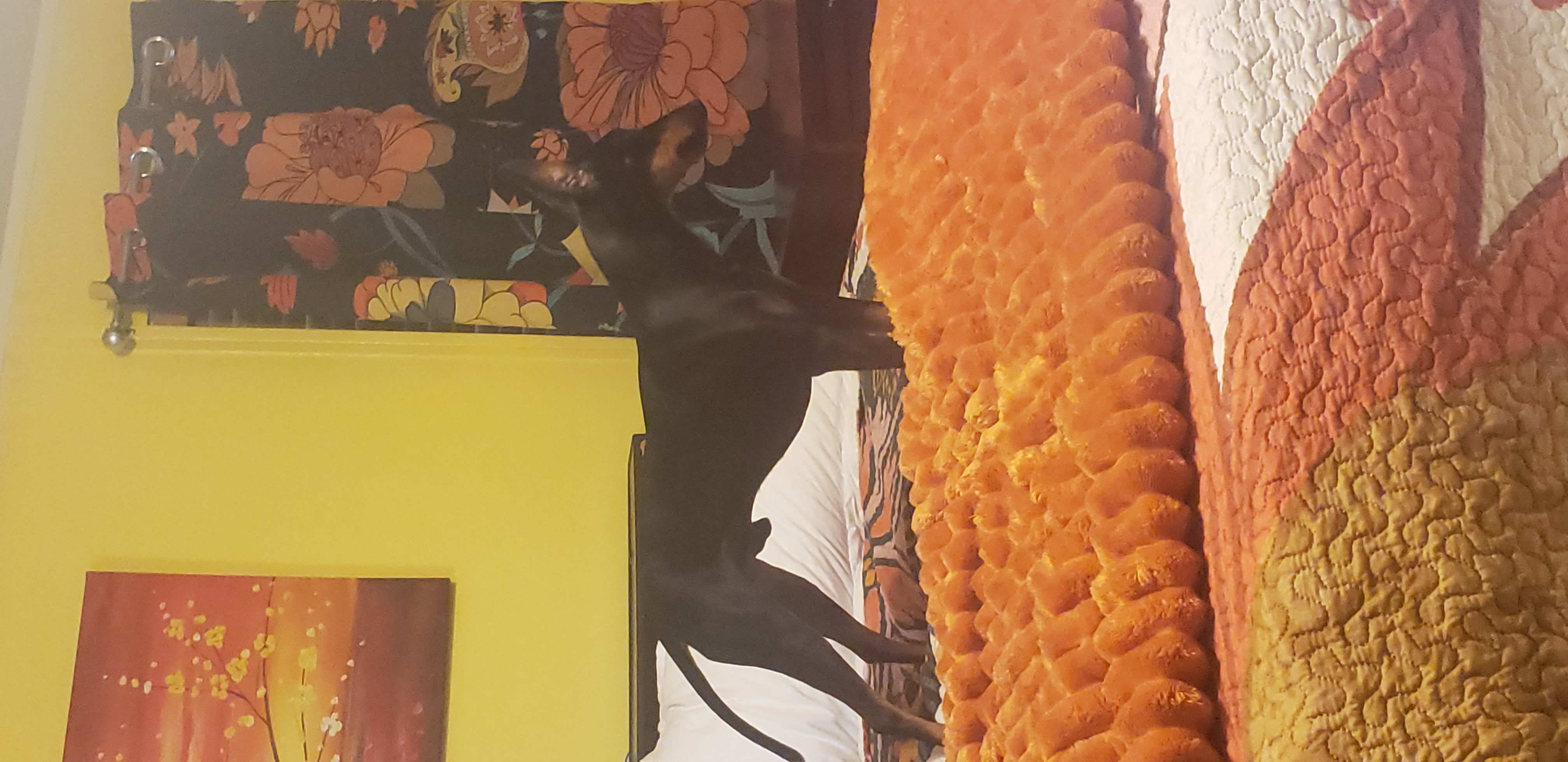 Falkor - King of the Bed