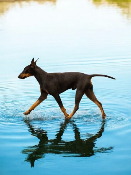 Falkor - Yes, he can walk on water